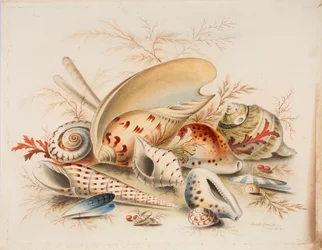 Studio di conchiglie marine, 1876